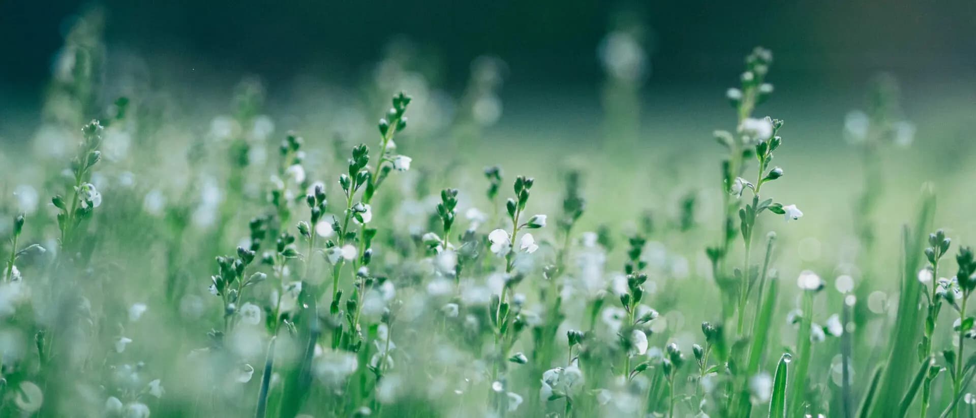 EBA publishes draft amendment to ESG disclosure requirements - the principle of proportionality takes hold